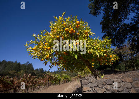 Mandarino-limes, Rangpur frutto, Scuola Casa Vigna, Saint Helena, Napa Valley, California, Stati Uniti Foto Stock