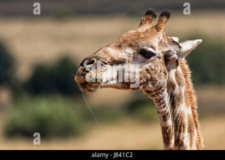 La giraffa ritratto Foto Stock