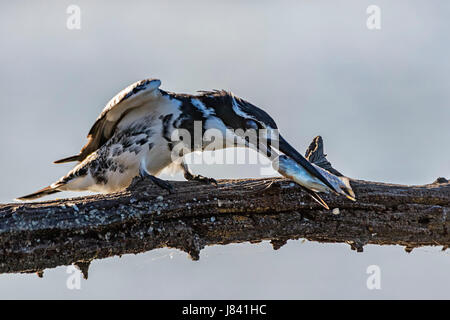 Pied Kingfisher fish Foto Stock