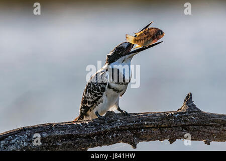 Pied Kingfisher fish Foto Stock