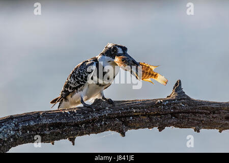 Pied Kingfisher fish Foto Stock