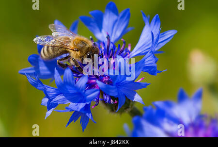 Api e cornflowers appartengono insieme Foto Stock