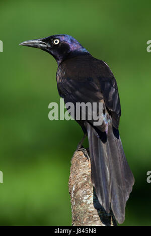 Comune Grackle Foto Stock