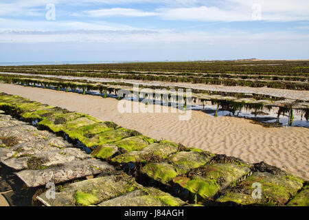 Oyster farm sull'isola di Jersey Foto Stock