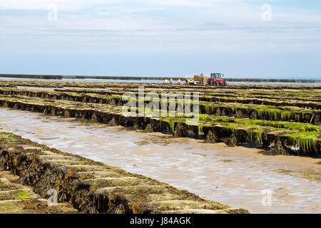 Oyster farm sull'isola di Jersey Foto Stock