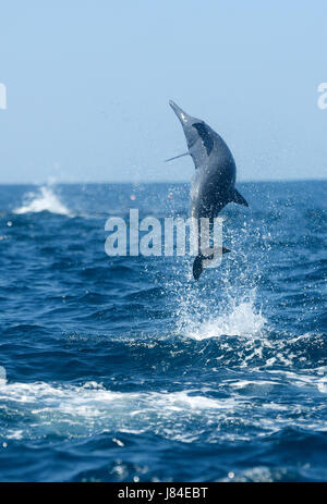 Un spinner (Delfino Stenella longirostris) salta da l'oceano del Costa Rica della penisola di Osa. Foto Stock