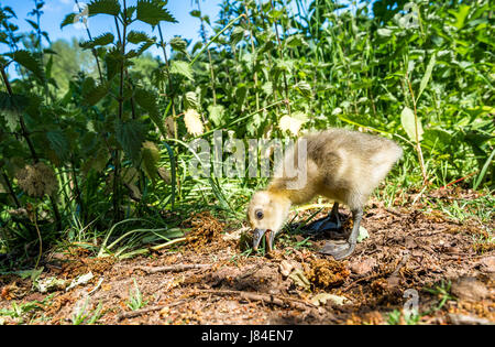 Giovani Graylag pulcino di oca mangiare un germoglio di erba. Foto Stock