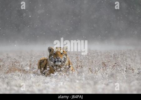 Tigre Siberiana (Panthera tigris altaica), captive, giacente in erba, durante la nevicata, Moravia Repubblica Ceca Foto Stock