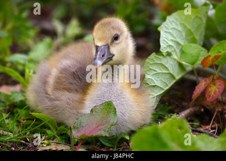 Graylag goose (Anser anser), seduta pulcino, Schleswig-Holstein, Germania Foto Stock