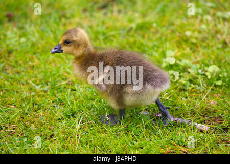 Graylag goose (Anser anser), chick camminando nel prato, Schleswig-Holstein, Germania Foto Stock