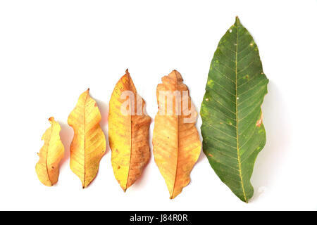 Tropical foglie secche e lasciare verdi su sfondo bianco isolato Foto Stock