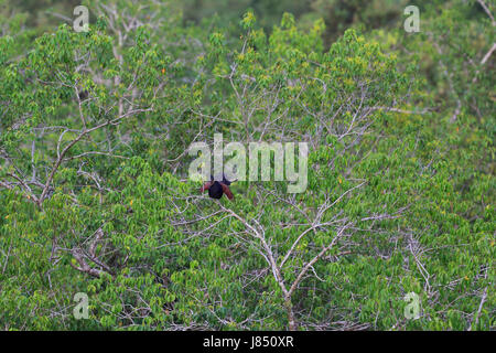 Maggiore coucal (Centropus sinensis) nel mondo la più grande foresta di mangrovie Sundarbans, famosa per il Royal tigre del Bengala e Patrimonio mondiale dell UNESCO Foto Stock