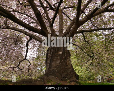 Maestoso albero ciliegio, Christchurch Botanic Gardens, Canterbury, Isola del Sud, Nuova Zelanda Foto Stock