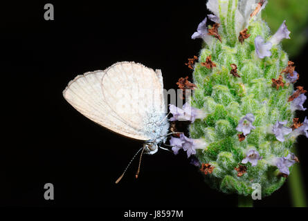 Erba comune Blue Butterfly (Zizina labradus), Nuovo Galles del Sud, NSW, Australia Foto Stock