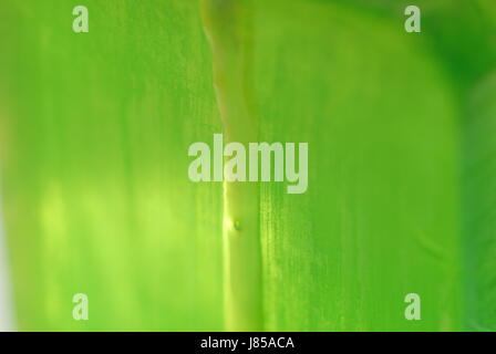 Aloe vera gel cosmetici serie Foto Stock