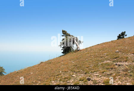 Crooked pino su pendio montano contro il blu del cielo e del mare Foto Stock