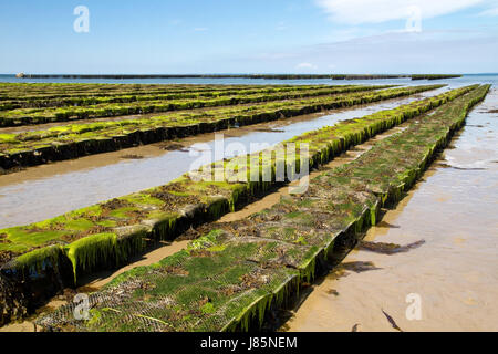 Letto in jersey di ostriche food aliment savoir vivre gastronomia shell alghe bay Foto Stock