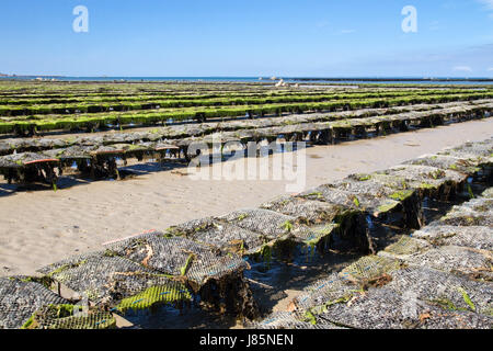 Letto in jersey di ostriche food aliment savoir vivre gastronomia shell alghe bay Foto Stock