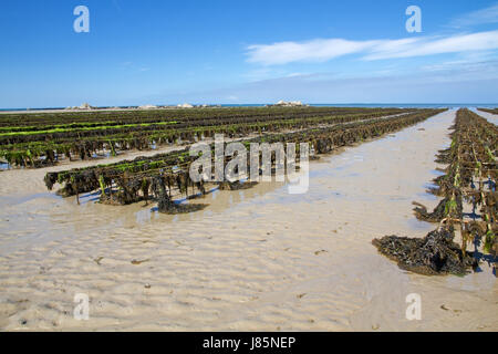 Letto in jersey di ostriche food aliment savoir vivre gastronomia shell alghe bay Foto Stock