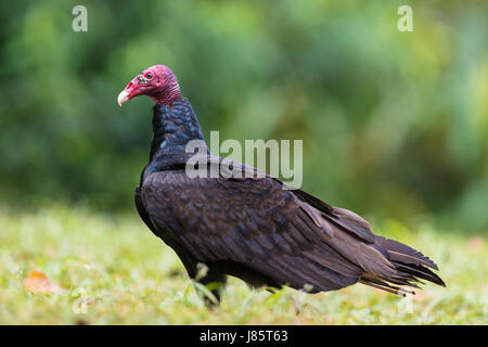 La Turchia vulture (Cathartes aura) seduti nel prato, Costa Rica Foto Stock