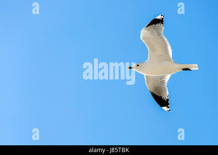 Minor balck-backed gull (Larus fuscus), Amrum, Schleswig-Holstein, Germania Foto Stock