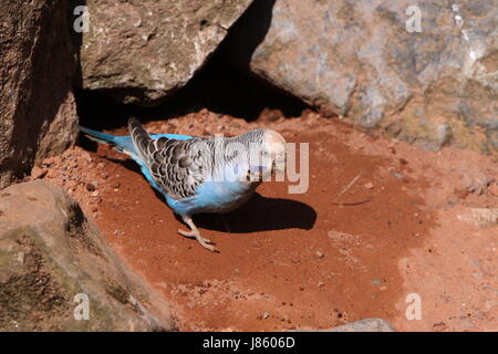 Budgerigar durante la creazione di un foro di nesting Foto Stock