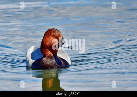 Moriglione Foto Stock