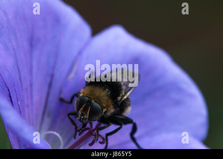 Close-up di Bumble Bee su un viola geranio fiore nel giardino in primavera, England, Regno Unito Foto Stock