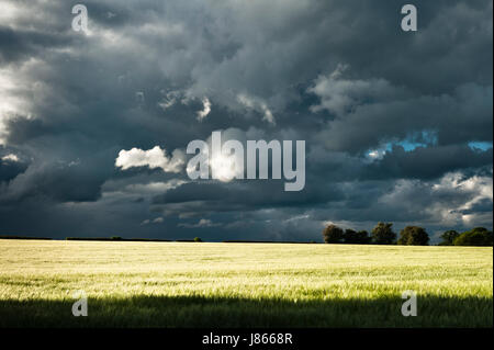 Il sole che splende su un campo di giovani di frumento con drammatica stormclouds overhead, Herefordshire, Regno Unito Foto Stock