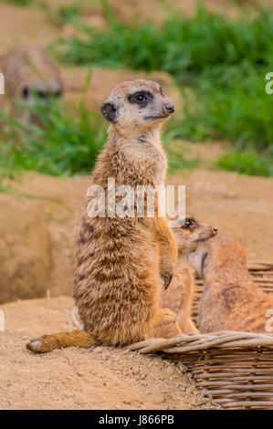 Uno meerkat o suricat permanente sulla sabbia Foto Stock