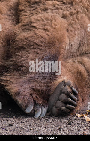 Paw del sonno orso grizzly pelliccia marrone stanco soffici Foto Stock