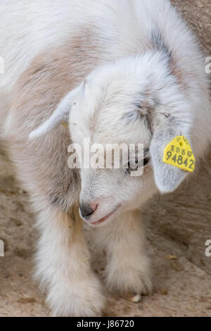 La pelliccia bianca giovane capra bambino grandi occhi Foto Stock