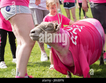 Brentwood Essex, 27 maggio 2017; pecore prende parte alla ricerca sul cancro corsa per la vita a Weald Park, Brentwood, Essex Credit: Ian Davidson/Alamy Live News Foto Stock