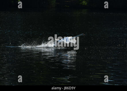 Berlino, Germania. 27 Maggio, 2017. Un cigno prende il largo in aria dalla superficie del fiume Sprea a Berlino, Germania, 27 maggio 2017. Foto: Paolo Zinken/dpa/Alamy Live News Foto Stock