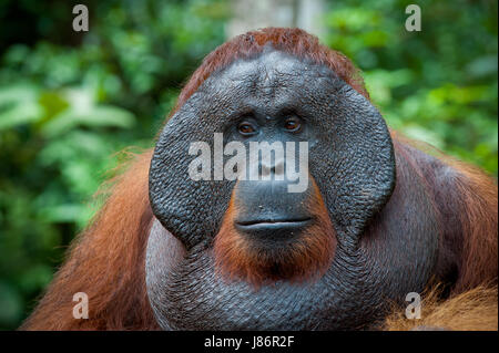 Indonesia borneo maschio della foresta pluviale periled rain forest ridere risate ridere twit Foto Stock