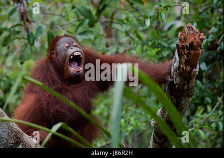 Protetto al riparo indonesia borneo periled foresta pluviale foresta di pioggia ridere Foto Stock