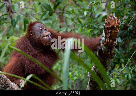 Indonesia borneo periled antropoide foresta pluviale foresta di pioggia ridere risate Foto Stock