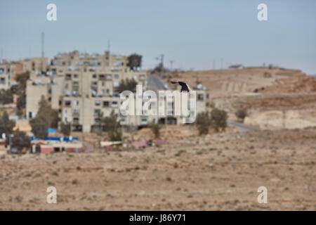 Un insediamento nel deserto del Negev, Israele Foto Stock