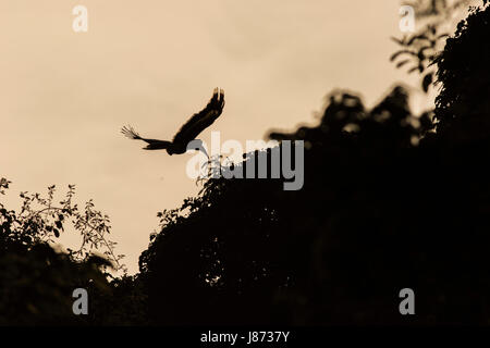 Silhouette della grande hornbill al tramonto nel parco nazionale di Khao Yai Foto Stock