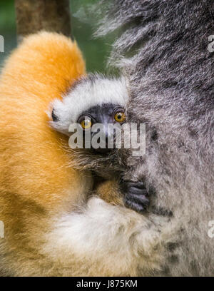 Un bambino di sifaka diademata. Madagascar. Parco nazionale di Mantadia. Foto Stock