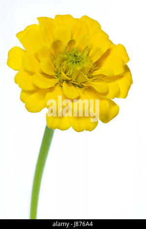 Flower, impianti, bloom, blossom, fiorire, fiorente, giallo isolato, Foto Stock