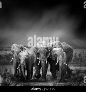 Drammatica immagine in bianco e nero di un elefante su sfondo nero Foto Stock