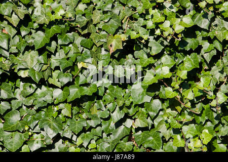 Foglie, vene, spot, macchie di strato sottile, urti dyer, staint, pigmento, sfondo, Foto Stock