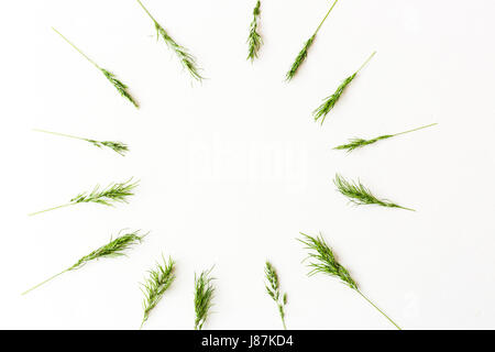 Le orecchie di un cereale verde formano un disegno di un cerchio giacenti su uno sfondo bianco. Vista dall'alto. Lay piatto. cibo organico, la freschezza e la molla dell'umore. immagine minimalista del raccolto di maturazione. Foto Stock