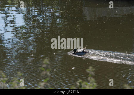 Mallard duck atterraggio sul fiume Foto Stock