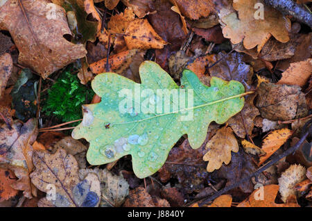 Foglie di quercia con goccioline di acqua sulla caduta foglie di autunno sul terreno boschivo. Foto Stock