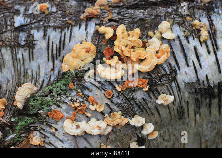 Funghi che crescono sul tronco di un caduto argento betulla. Foto Stock