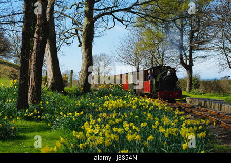 Treno a vapore sulla Talyllyn Railway, Galles del Nord, Regno Unito Foto Stock