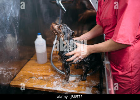 Il Pet groomer lavaggio piccolo cane con lo shampoo. Toelettatura professionale e servizio di pulizia per animali domestici Foto Stock