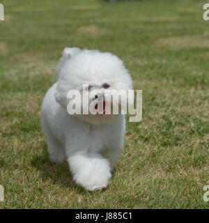 bichon frise Foto Stock